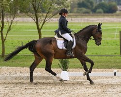 dressage horse Da Vinci d'Amour (Hanoverian, 2018, from Da Costa)