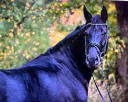 broodmare Finest Soleil (Oldenburg, 2015, from Finest)