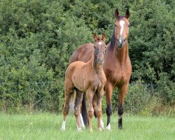 broodmare Fearless (Hanoverian, 2018, from Foundation 2)