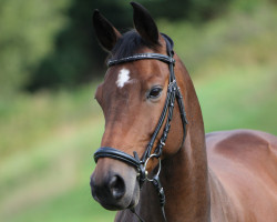 dressage horse Calypso 446 (German Sport Horse, 2008, from Carpe noctem)