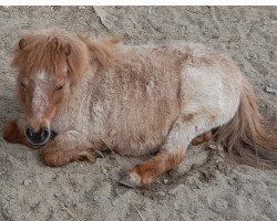 Zuchtstute Many Minis Rapunzel (Shetland Pony (unter 87 cm), 1999, von Titus von der Wartgartenmuehle)