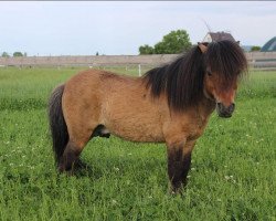 Deckhengst Bakardi du Mury-Marais (Shetland Pony (unter 87 cm), 2007)