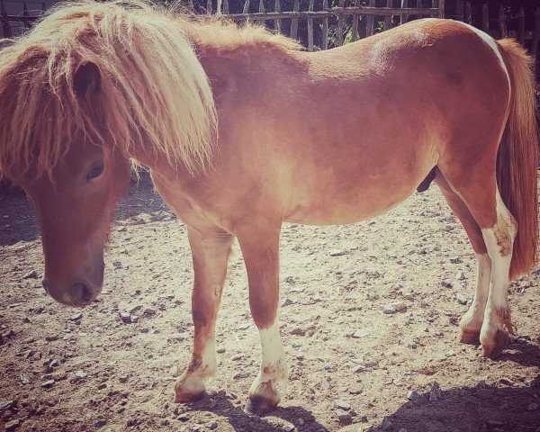 Pferd Gin Fizz vom Haselbusch (Shetland Pony (unter 87 cm), 2021, von Golden Nugget vom Haselbusch)