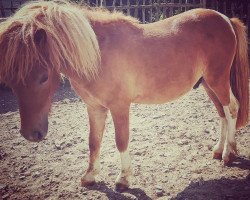 horse Gin Fizz vom Haselbusch (Shetland pony (under 87 cm), 2021, from Golden Nugget vom Haselbusch)