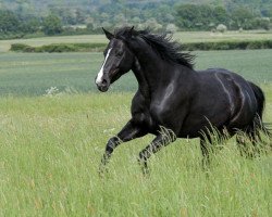 broodmare So Cute Solea (Oldenburg, 2015, from St. Schufro)