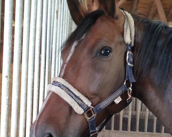 jumper Charlotte (German Sport Horse, 2012, from Cancoon)