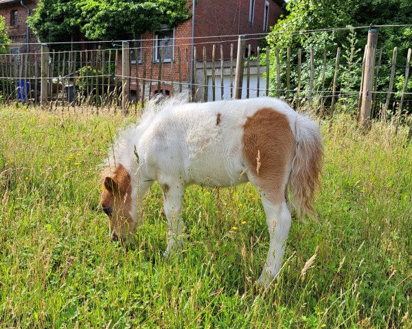Fohlen von Escorial vom Burgblick (Shetland Pony (unter 87 cm), 2023, von Krummhörn`s Elmar)