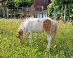 horse Escorial vom Burgblick (Shetland pony (under 87 cm), 2023, from Krummhörn`s Elmar)