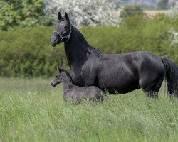 broodmare Samia 9 (Oldenburg, 2007, from Sandro Hit)