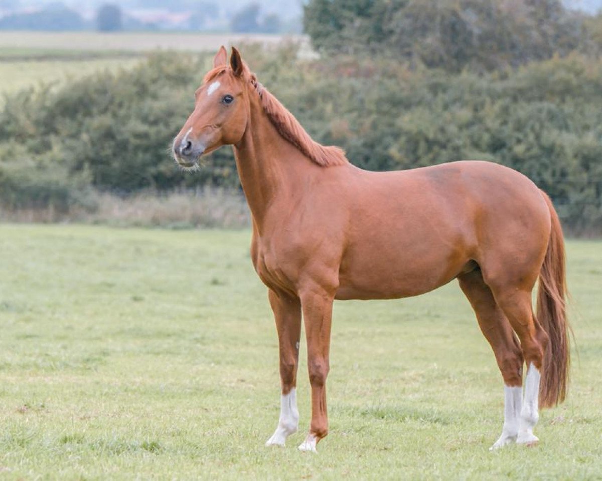 broodmare Feel it 2 (Oldenburg, 2009, from Desperados FRH)