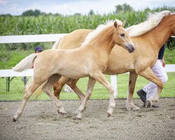 Pferd Ivie (Haflinger, 2023, von Starkwind)