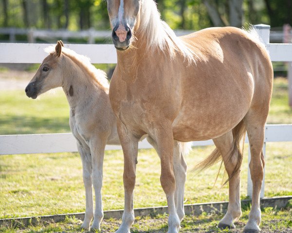 Zuchtstute Cayene (Haflinger, 2008, von Mahatma)