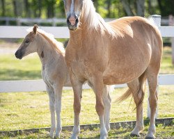 broodmare Cayene (Haflinger, 2008, from Mahatma)