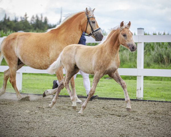 horse Chiquita (Haflinger, 2023, from Nordglanz)