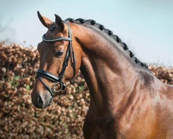 stallion Impresario (KWPN (Royal Dutch Sporthorse), 2013, from Fürst Romancier)