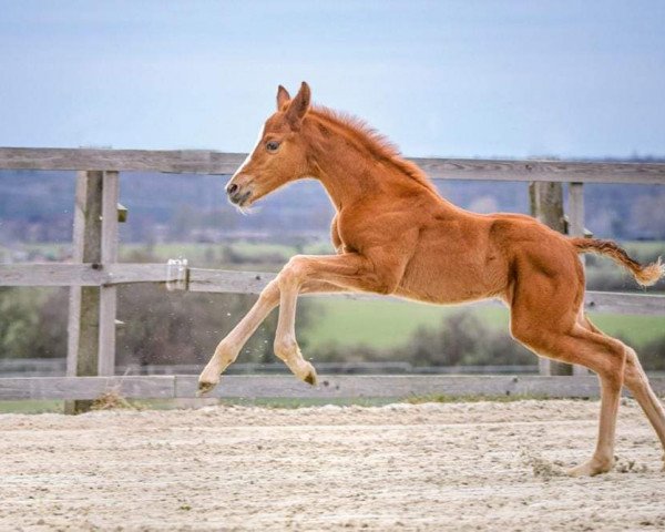 dressage horse Fabuleux Soleil P (Hanoverian, 2022, from Follow Me OLD)