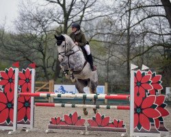 jumper Hermes Blanc (Oldenburg show jumper, 2017, from Hermes de Lux)