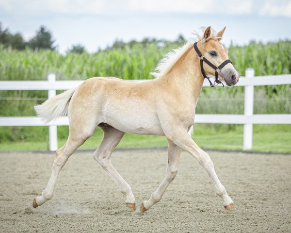 Pferd Sturmwind (Haflinger, 2023, von Starkwind)