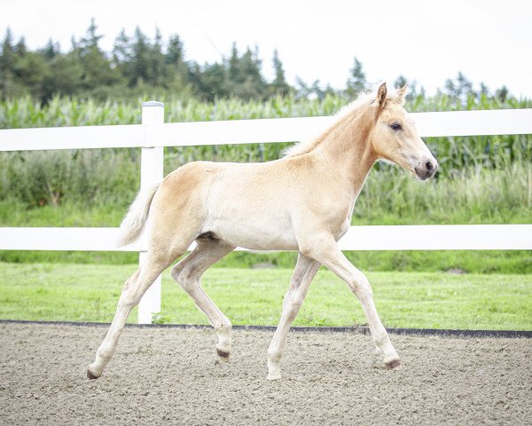 Pferd Benito (Haflinger, 2023, von Barolo)