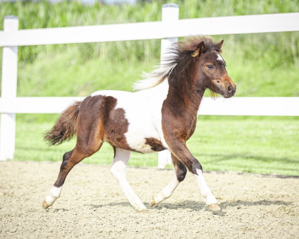 Pferd Perfect Match (Shetland Pony, 2023, von Blackertor Island Paintbox)