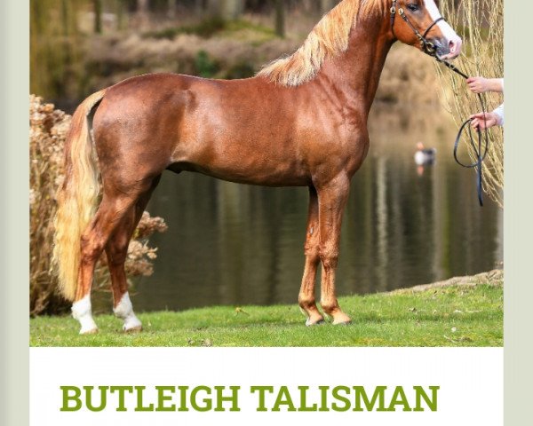 Deckhengst Butleigh Talisman (Welsh Pony (Sek.B), 2017, von Mynach Sea Scout)