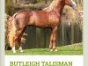 Deckhengst Butleigh Talisman (Welsh Pony (Sek.B), 2017, von Mynach Sea Scout)