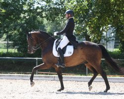 dressage horse Barnaby 41 (German Sport Horse, 2016, from Barroso)