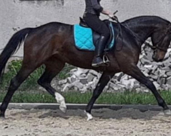 broodmare Imani (German Sport Horse, 2011, from Summer Hit)