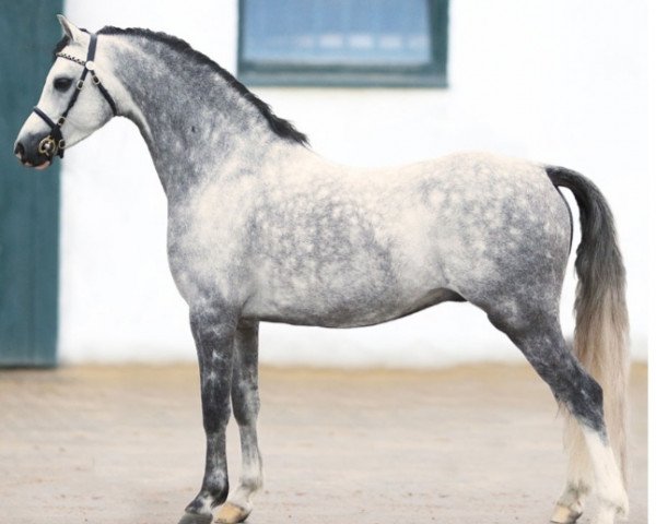 Deckhengst Waxwing Perrin (Welsh Pony (Sek.B), 2012, von Eyarth Beau Geste)