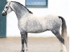 stallion Waxwing Perrin (Welsh-Pony (Section B), 2012, from Eyarth Beau Geste)