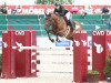 jumper Stakkato's Boy 4 (Oldenburg show jumper, 2014, from Stakkato)