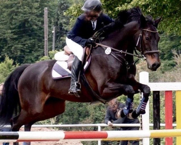 broodmare Indira 132 (German Sport Horse, 2003, from Casado)