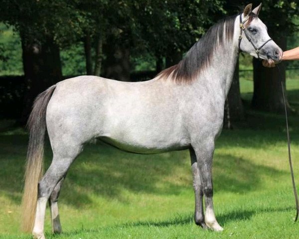 broodmare Samorens Katinka (Welsh-Pony (Section B), 2018, from Waxwing Perrin)