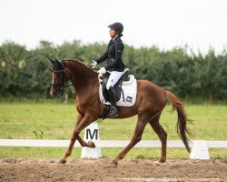 dressage horse Zinderella 4 (German Sport Horse, 2016, from Birkhof's Zalando OLD)