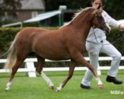 Zuchtstute Samorens Kitty (Welsh Pony (Sek.B),  , von Glansevin Graffiti)