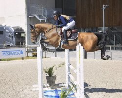 jumper Conchitto Von Rocherath Z (Zangersheide riding horse, 2017, from Cicero Z van Paemel)