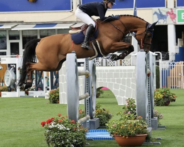 Springpferd Gvs Goodwins Queen (Irish Sport Horse, 2012, von Obos Quality)