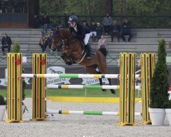 Springpferd Lady Crown (KWPN (Niederländisches Warmblut), 2016, von Crown Z)