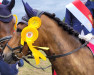 jumper Birkevangs Tino (New Forest Pony, 2011, from Sophienhofs Maroon)