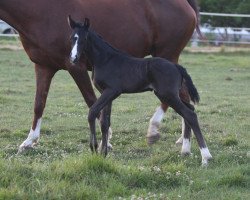 dressage horse Dorotheja (Austrian Warmblood, 2023, from Sir Bedo)