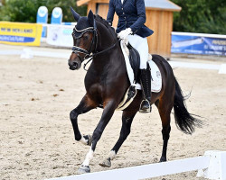 Dressurpferd Diamond's Mary Poppins (Deutsches Reitpony, 2018, von Diamond Touch NRW)