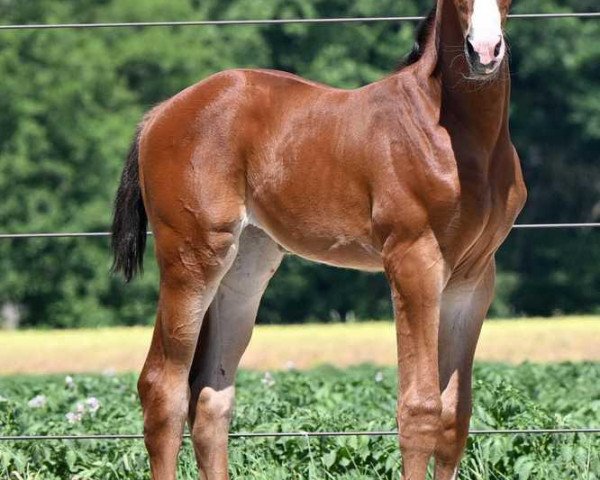 dressage horse La Ibiza L (Oldenburg, 2023, from Iowa Gold)