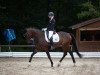 dressage horse Come Back Dancing (Hanoverian, 2014, from Helenenhof's Carabas)