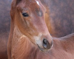 Dressurpferd Konstantin L (Trakehner, 2023, von Singolo)