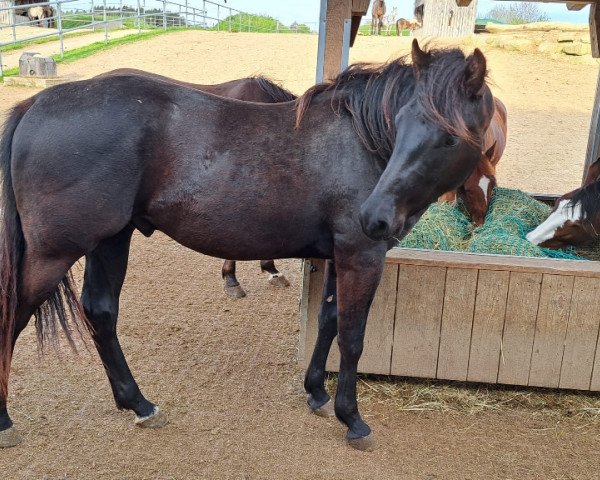 Pferd BS Spooks Scotty (Quarter Horse, 2021)