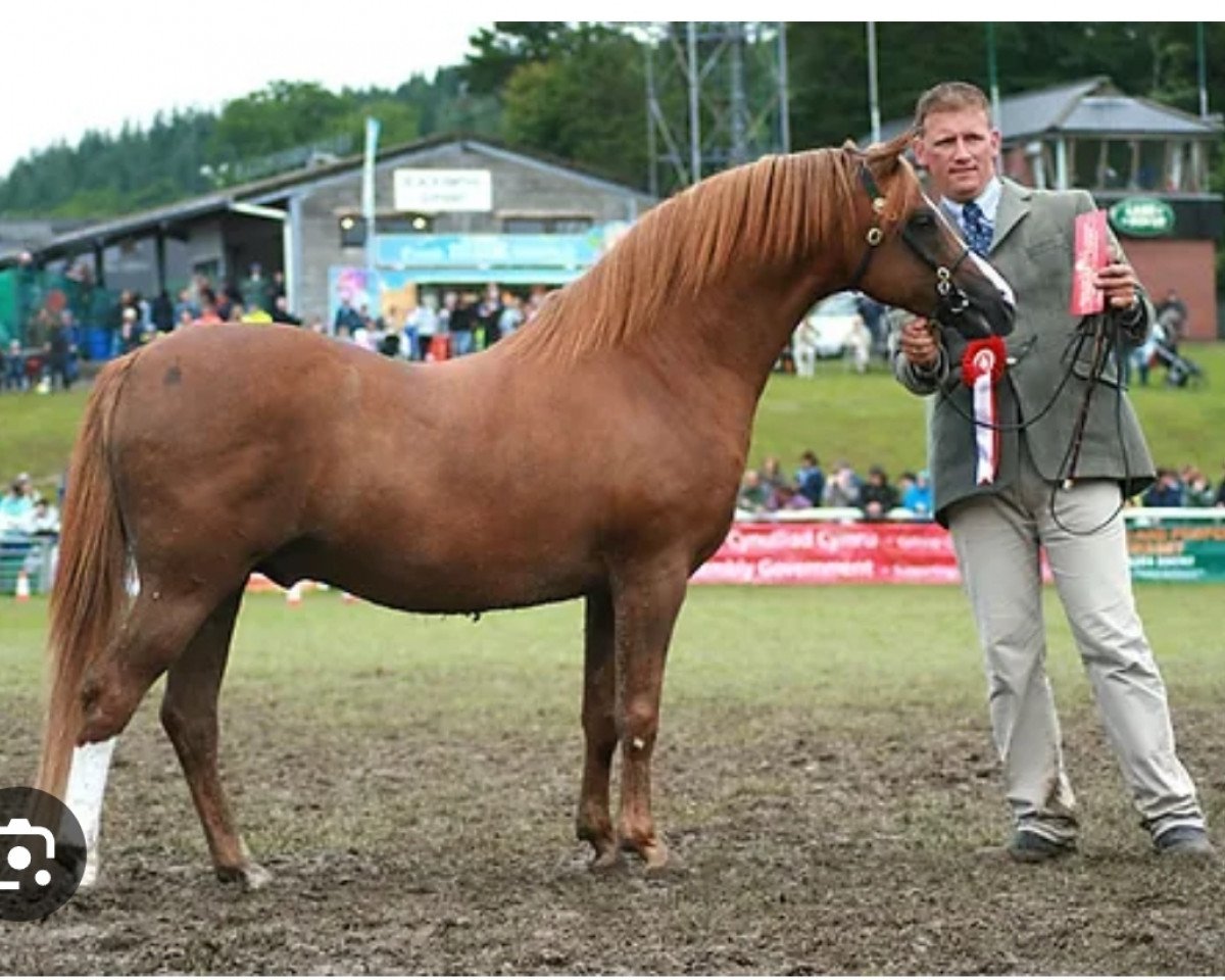 Deckhengst Glansevin Graffiti (Welsh Pony (Sek.B), 2000, von Carwed Charmer)