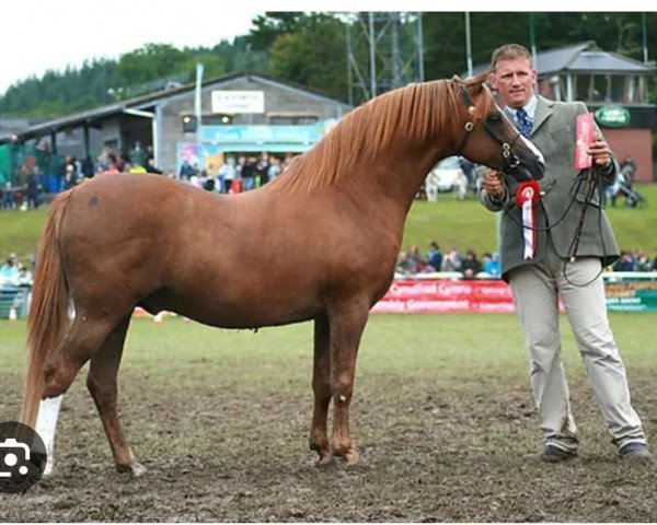 stallion Glansevin Graffiti (Welsh-Pony (Section B), 2000, from Carwed Charmer)
