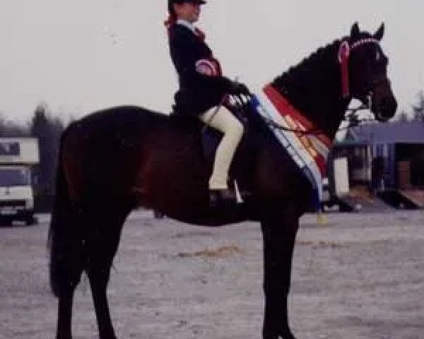 stallion Whalton Touch o'the Blues (British Riding Pony, 1981, from Whalton Morning Glory)