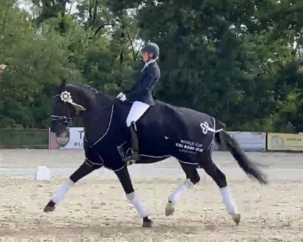 dressage horse Thor 126 (Hanoverian, 2018, from Glock's Toto Jr.)