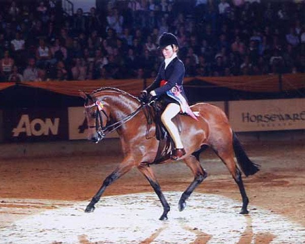 stallion Rotherwood Take a Peep (British Riding Pony, 1997, from Strinesdale Matador)